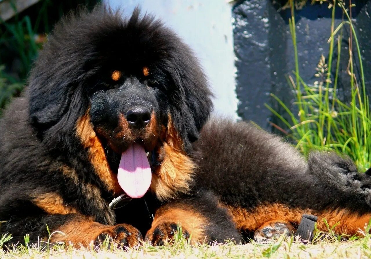 Огромная собака порода. Тибетский мастиф. Мастиф тибетский мастиф. Тибетский мастиф Хонг Донг. Тибетский мастиф великан.