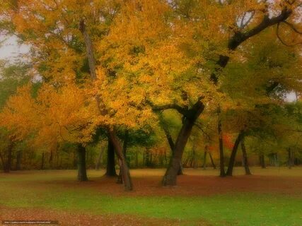 15 осень