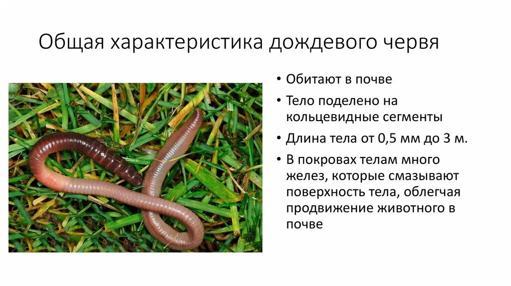 Тип дождевого червя 3 класс. Характеристика дождевого черв. дождевой червь описание.