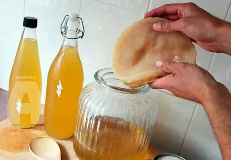 Чайный гриб условия