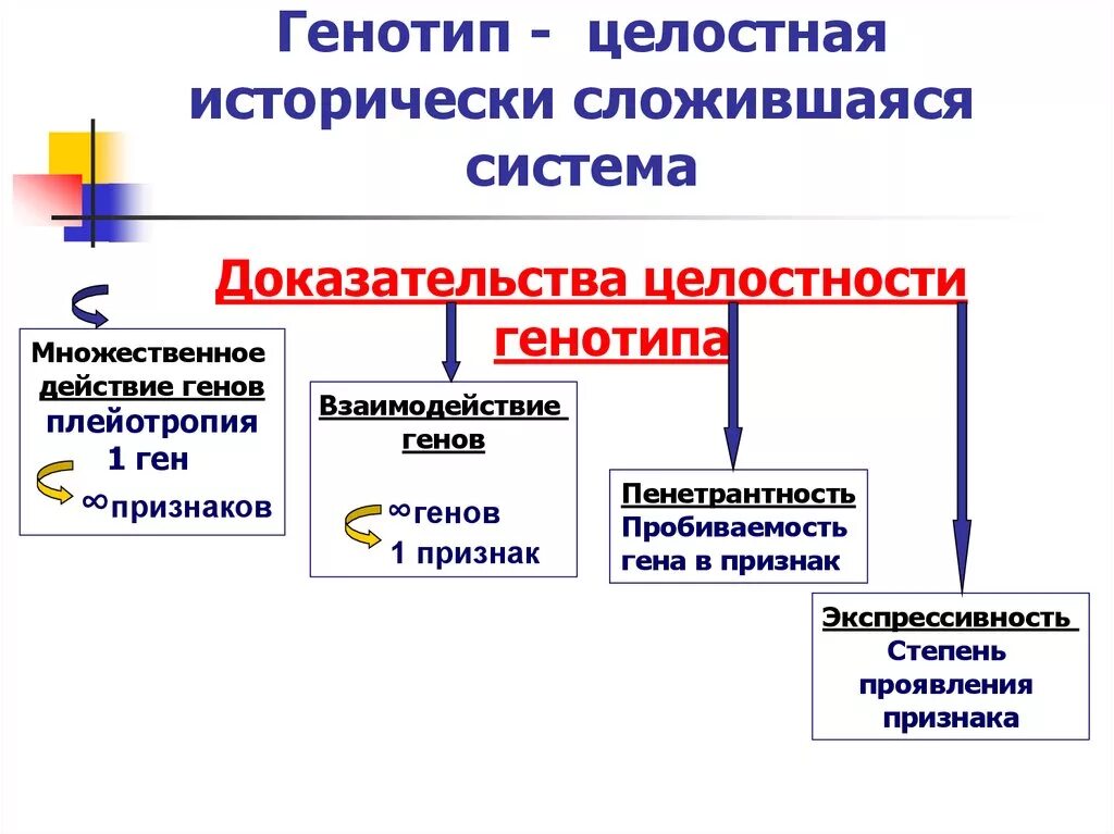 Генотип как целостная система. Генотип как целостная система взаимодействие генов. Генотип как целостная система. Типы взаимодействия генов.. Взаимодействие генов и множественное действие генов.