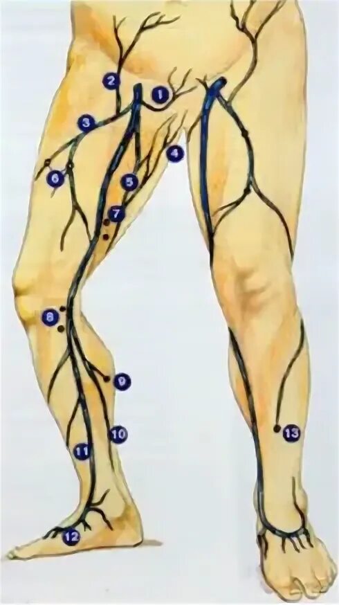 Лимфоузлы на ногах где. Подколенные лимфоузлы.