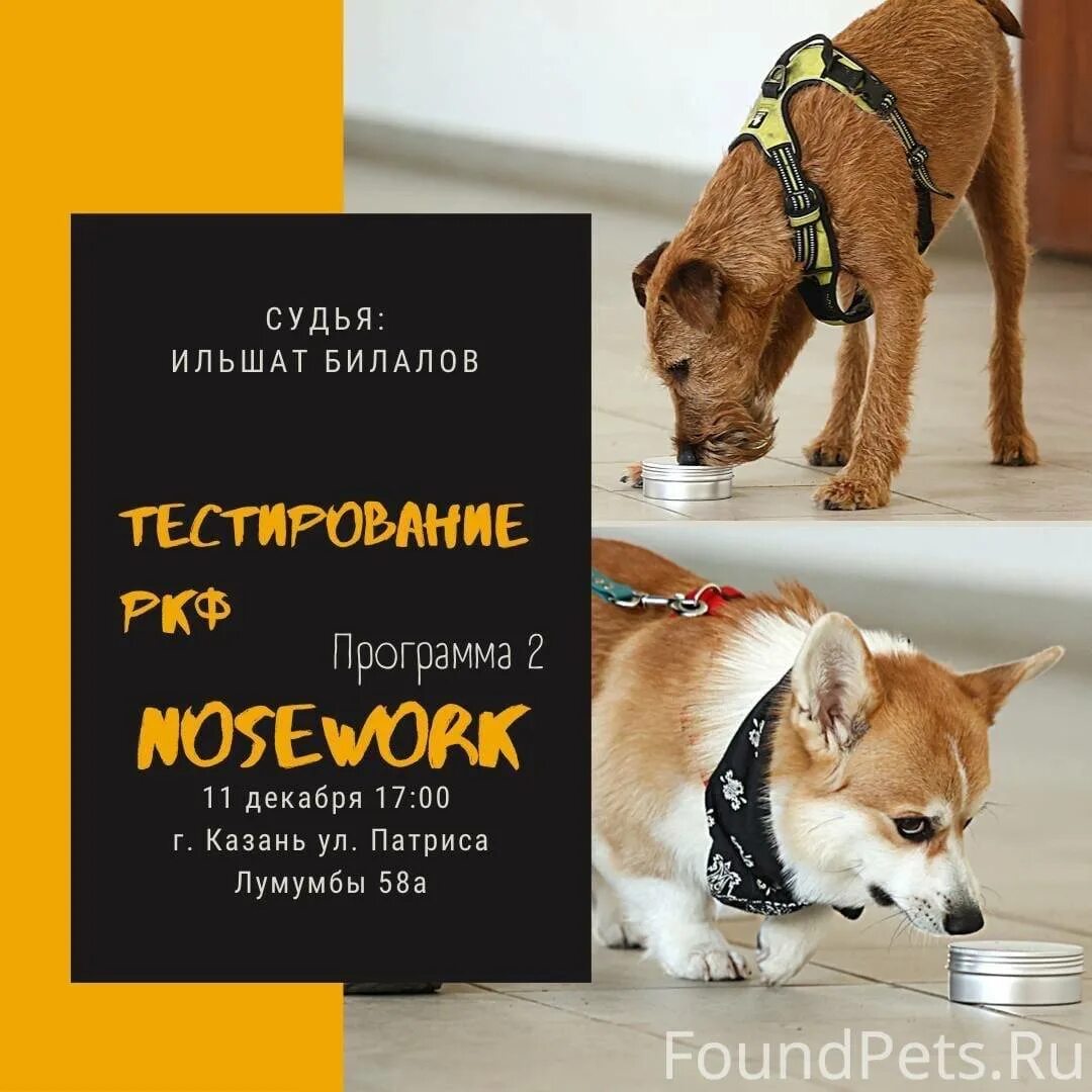 Тестирование ркф. Тестирование поведения собак ркф.