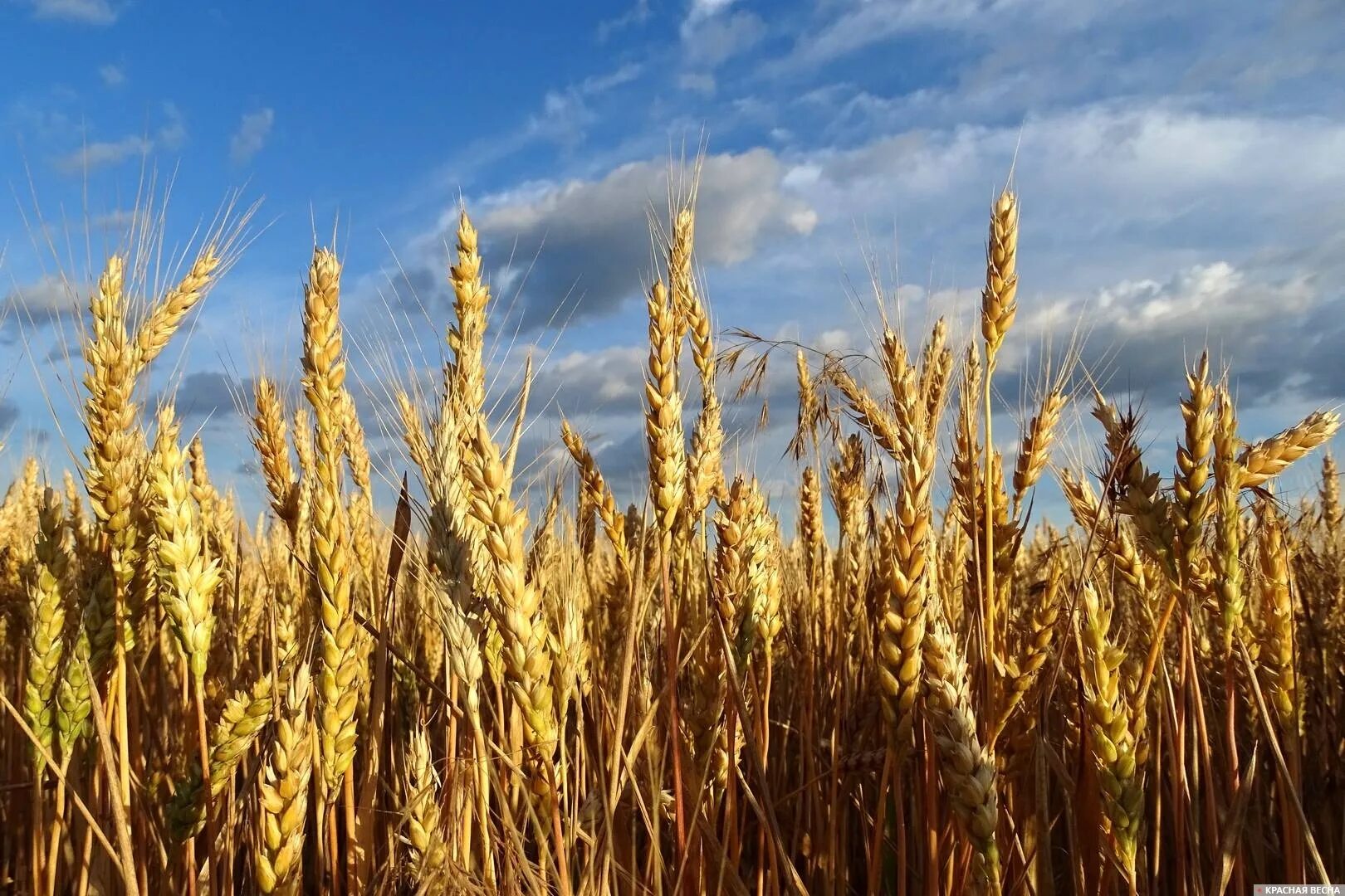 Россия пшеница. Урожай зерна. Пшеница США. Зерно Украина.