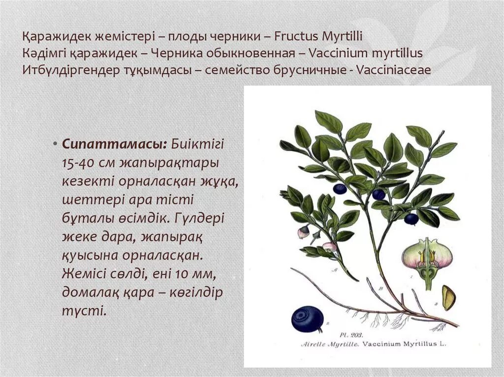 Плоды на латинском