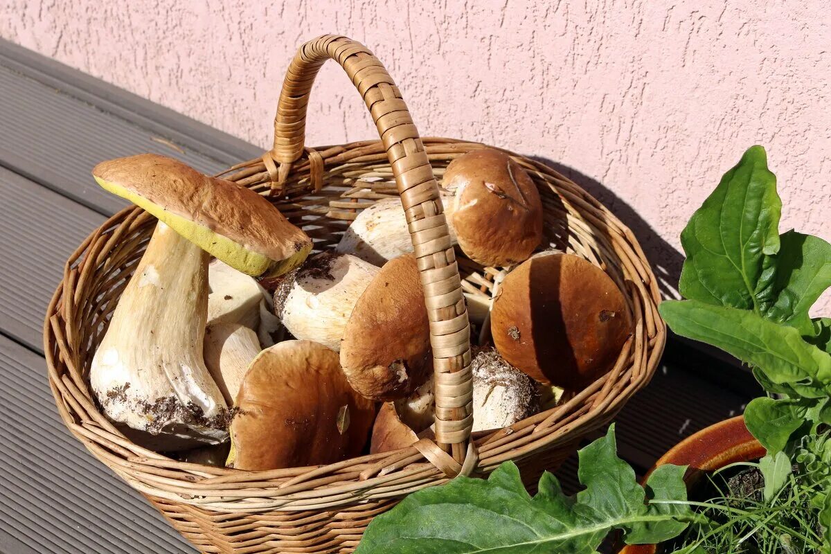 грибы подмосковья. дары леса оренбург. дары леса. кладовая леса в детском саду. дары леса.