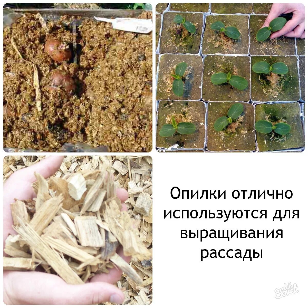 Можно ли добавлять опилки в землю. Опилки для рассады. стружка древесная для огорода. древесные опилки для огорода. рассада в опилках.