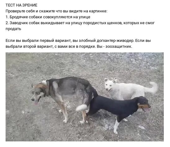 Обмен на стаю собак интересует мем авито Собаки по очереди бабу: найдено 89 изображений