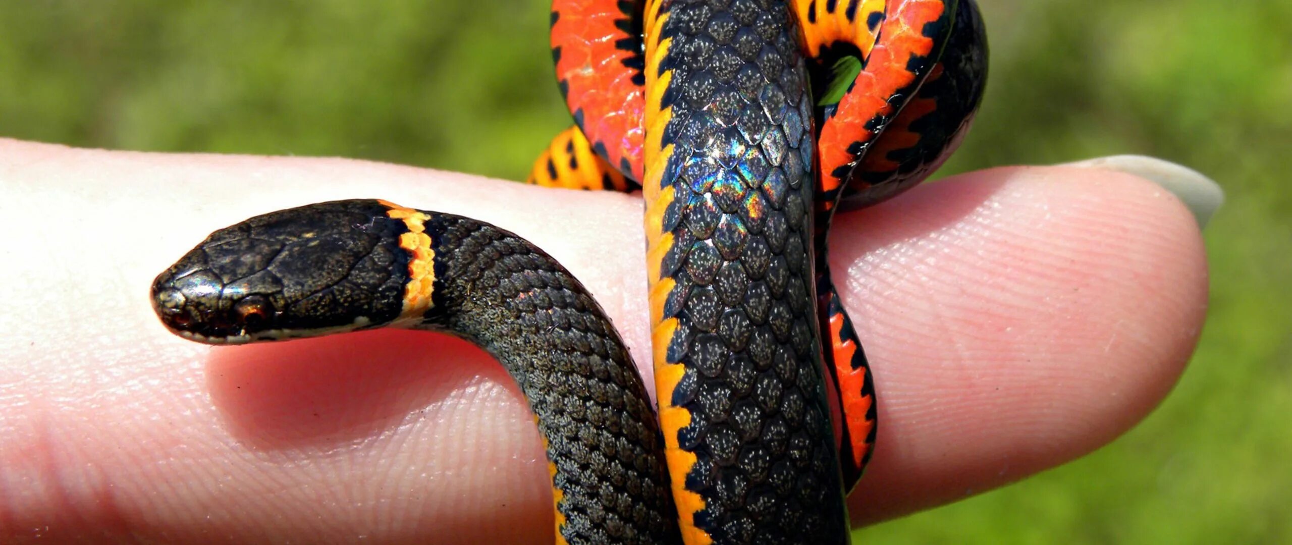 Приснилась змея во сне женщине к чему. К чему снится сон кусает змея. Сон змеи к чему снятся змеи женщине. Змея гадюка как защищается от врагов. К чему снится змея.