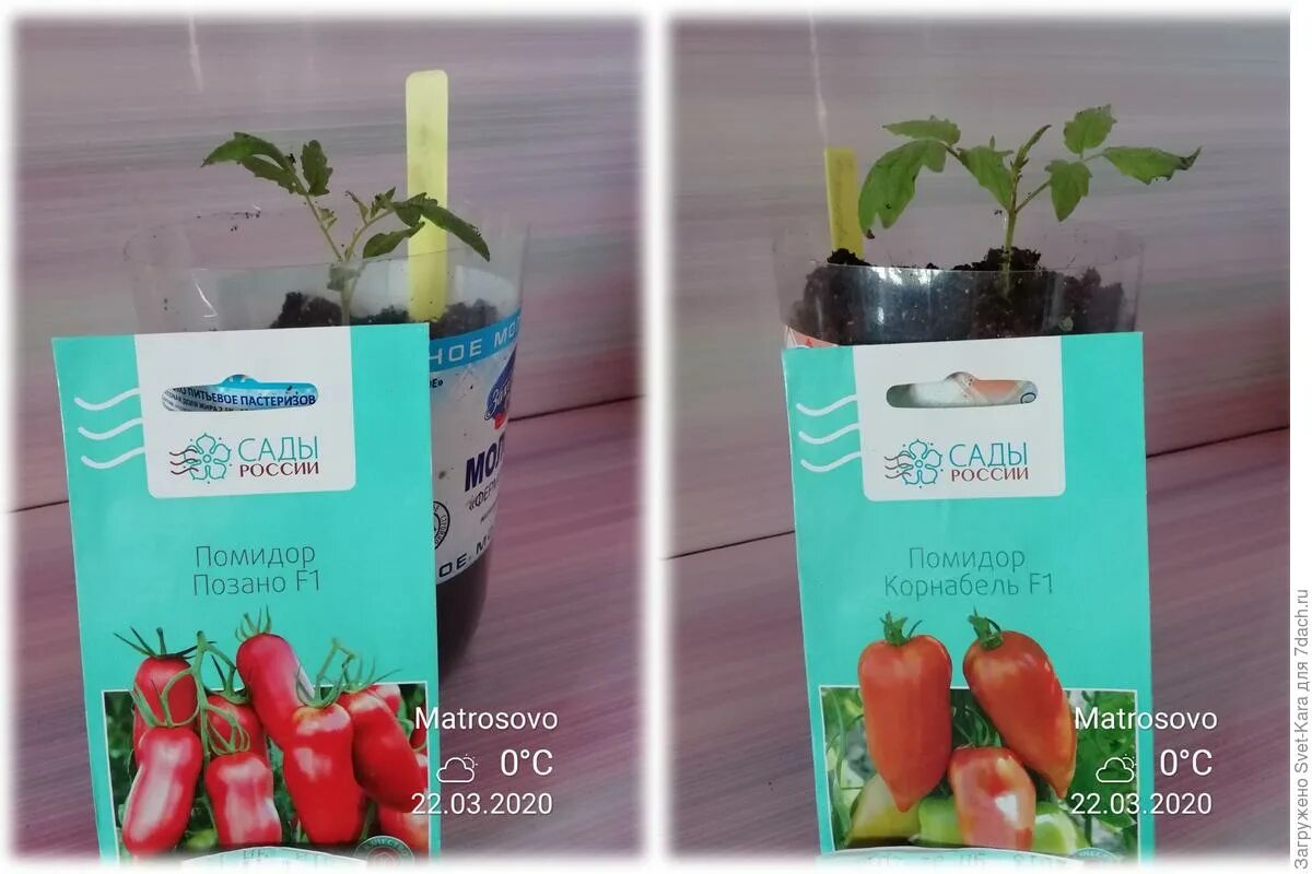 томат поззано f1 описание. томат поззано. томат позано f1. томат поззано f1. томат позано ф 1.