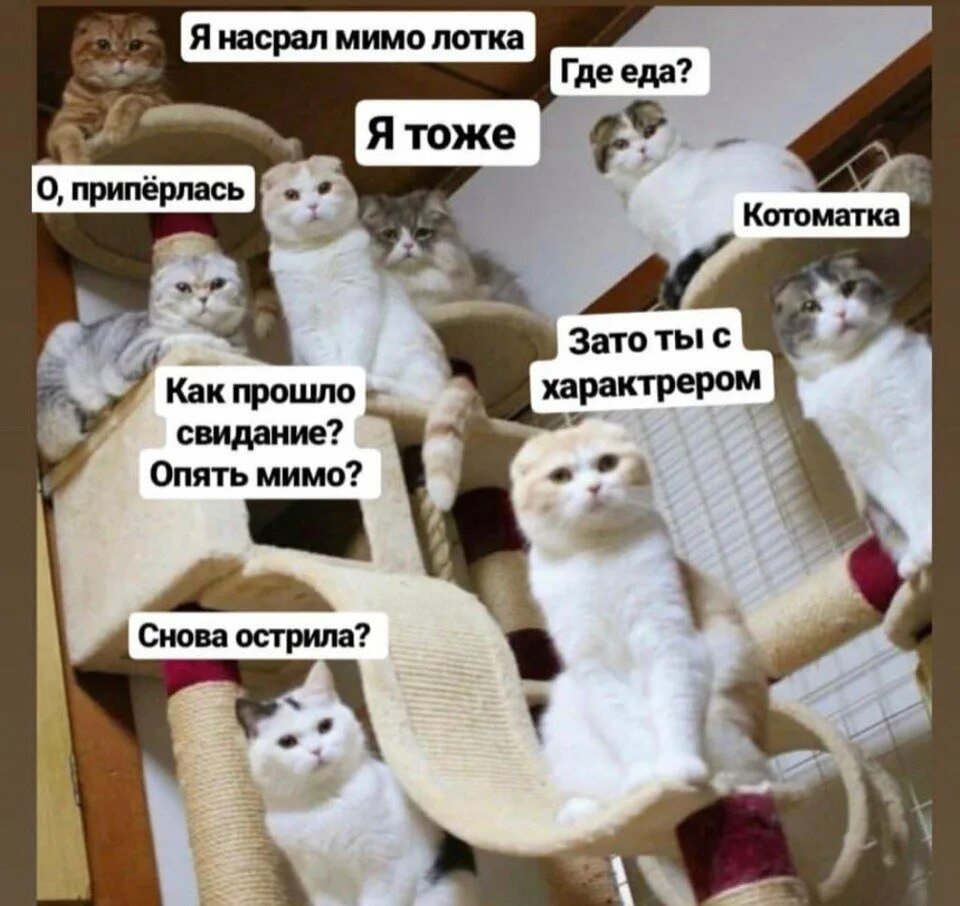 Кошка нагадила мимо лотка как думаешь. Нагадил мимо лотка. свидание с котом. котики на свидании. как прошло свидание.