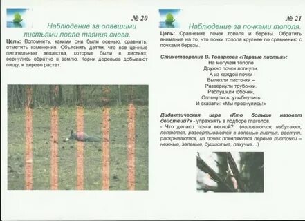 На обеих деревьях лопнули почки найдите ошибки