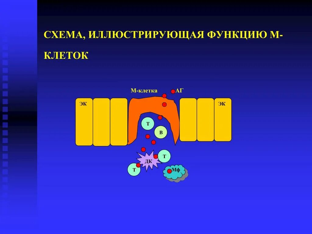 Мукозальный иммунитет. М клетки. Мукозальная функция. Мукозальный иммунитет рисунки. В т м клетки