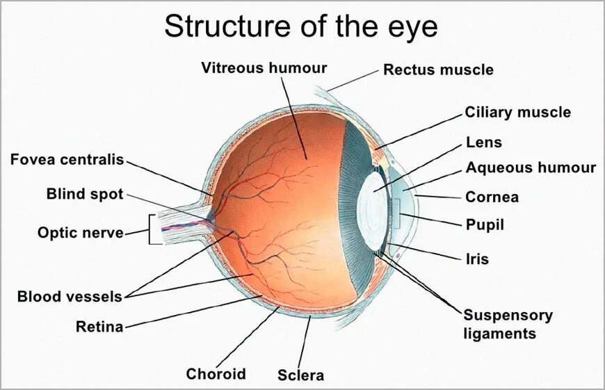 Глаз как переводится. Анатомия глаза. Eye structure. Анатомия глаза по латински. Глаз анатомия латынь.