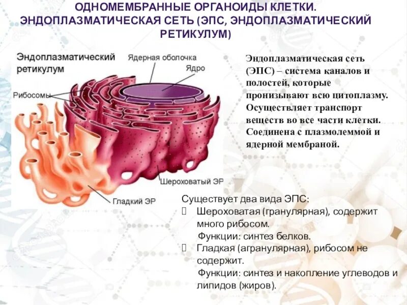 Органоиды клетки эндоплазматическая сеть. Эндоплазматический ретикулум функции. Эндоплазматическая сеть функции органоида. ЭПС функции органоида.