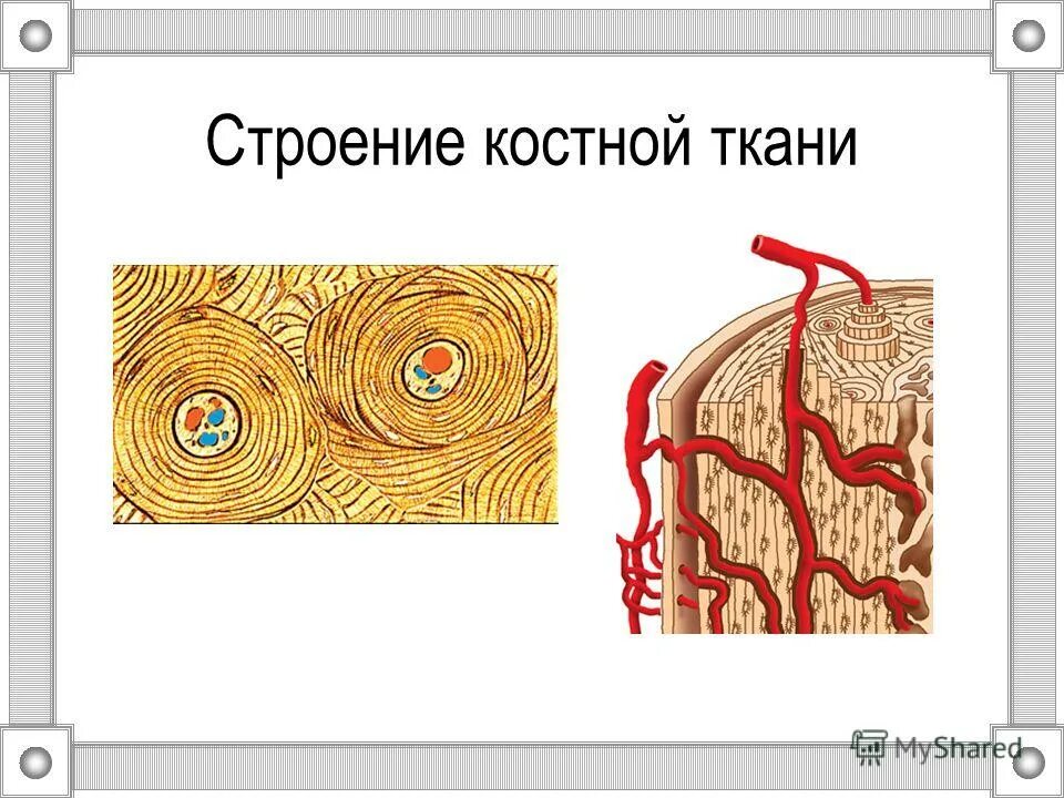 Какие строение костная ткань