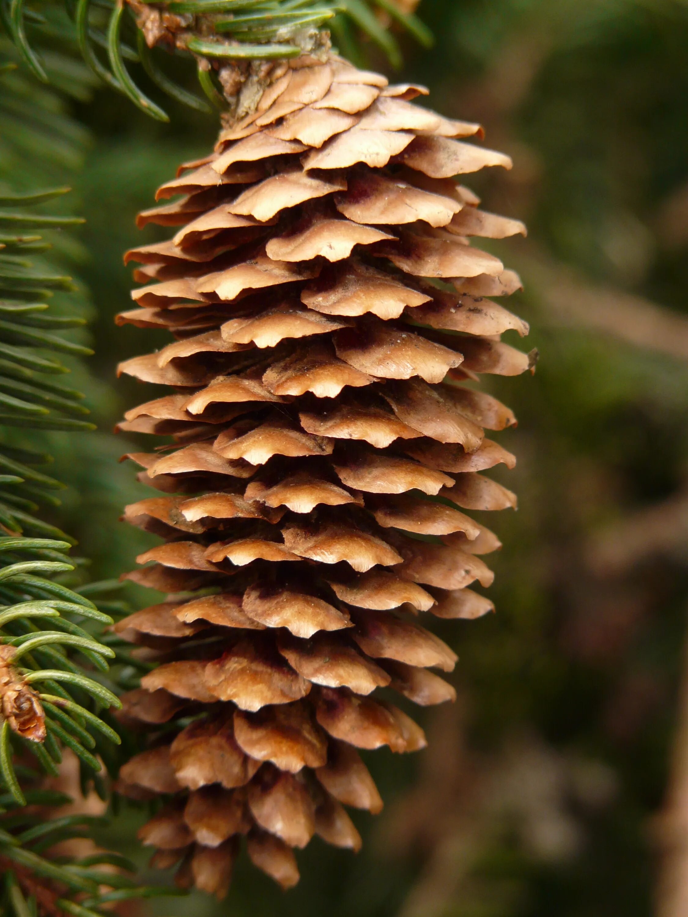 Pinus pinea шишки. Шишка сосны Pinus lambertiana. Шишки еловые и сосновые. Ель Сибирская стробилы.