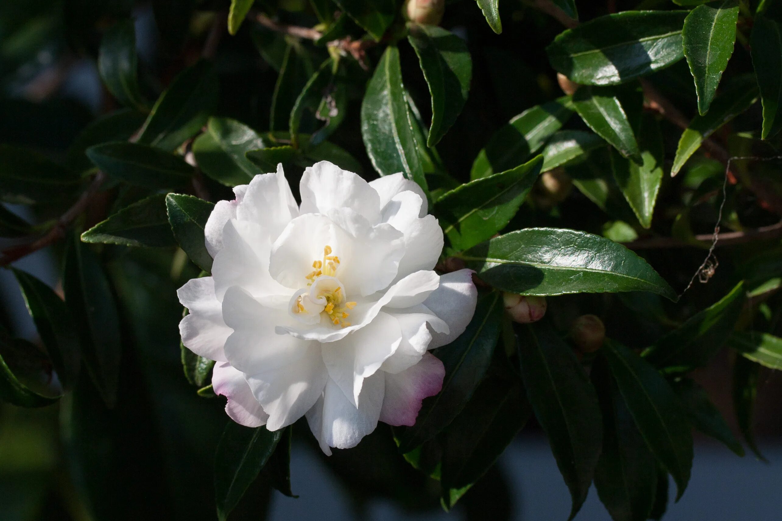 Камелия значение. Камелия сасанква. camellia sasanqua белая. камелия значение цветка. белые камелии что означают.