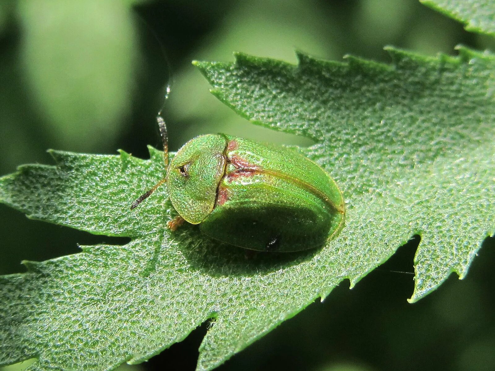 Зеленый жук какой. Жук Листоед-щитоноска. Щитоноска зелёная (Cassida viridis). Жук щитоноска зеленая. Личинка щитоноски зеленой.