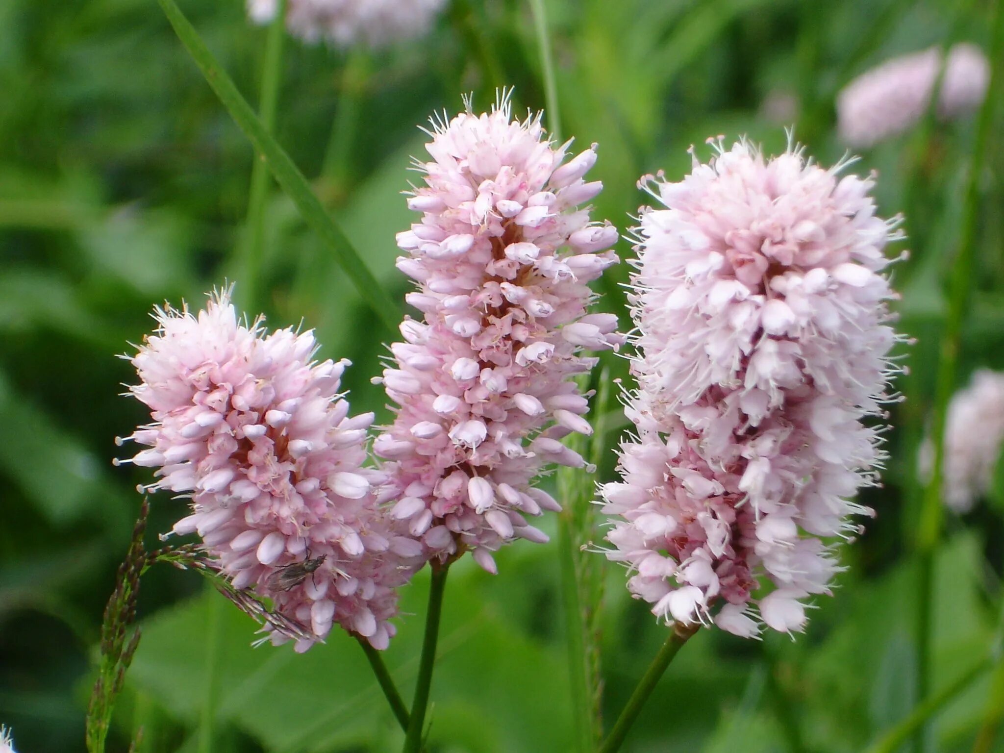 Зацветет трава. Persicaria bistorta. Горец змеиный (Polygonum bistorta). Горец змеиный 'superba'. Persicária bistorta.