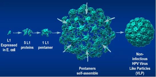 Like virus. HPV-xv426aa манипулятор. HPV 16 е6 е7 Proteins.