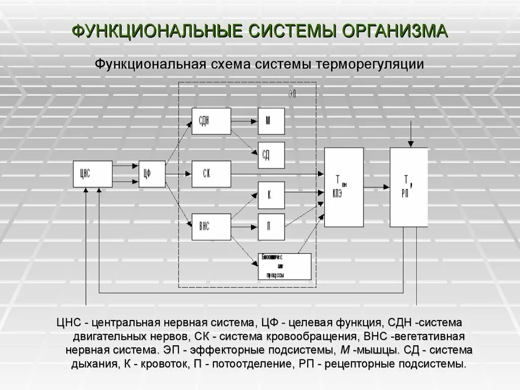 И т д в функционально. Функциональные системы организма схема. Функциональная система терморегуляции подсистема. Схема функциональной системы терморегуляции. Функциональная схема подсистемы.