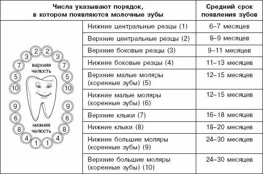 5 месяц ребенок зубы температура. Нормы прорезывания зубов у младенцев на грудном вскармливании. Когда лезут зубы у ребенка таблица. Схема прорезывания зубов у грудничков. Зубы у детей 7 лет порядок.