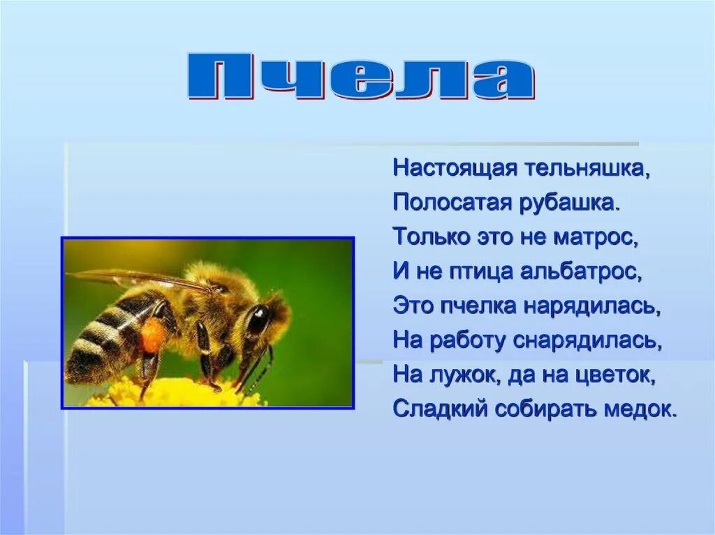 Стихотворение про пчелу. Стихи про насекомых. загадка про пчелу для детей. насекомые стишки для детей. стих про пчелу для детей.