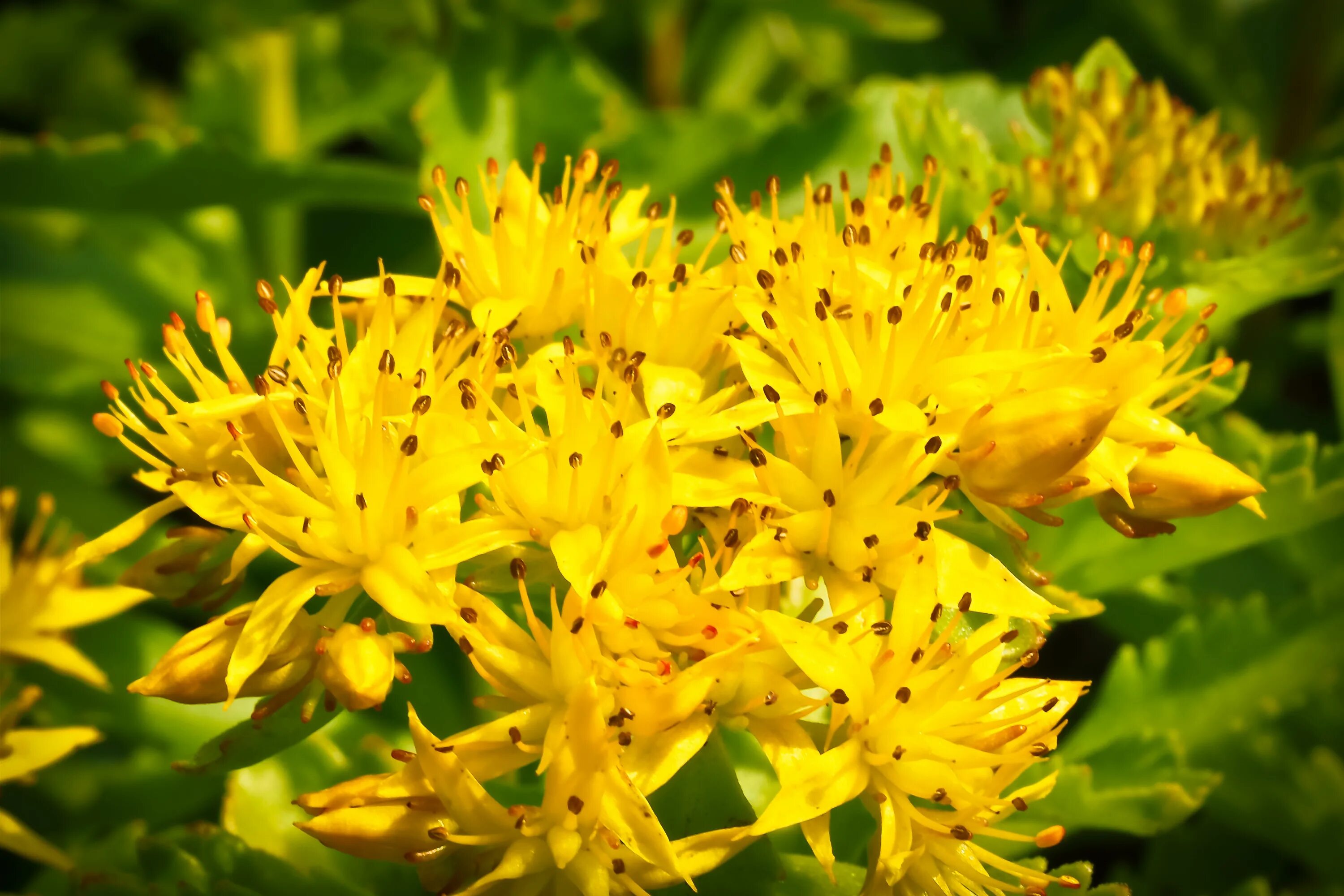 Какие цветы цветут желтыми цветами. Многолетник Луговой желтый. Витекс желтый цветок. Многолистник луговойжелтый. Растение с желтыми цветами.