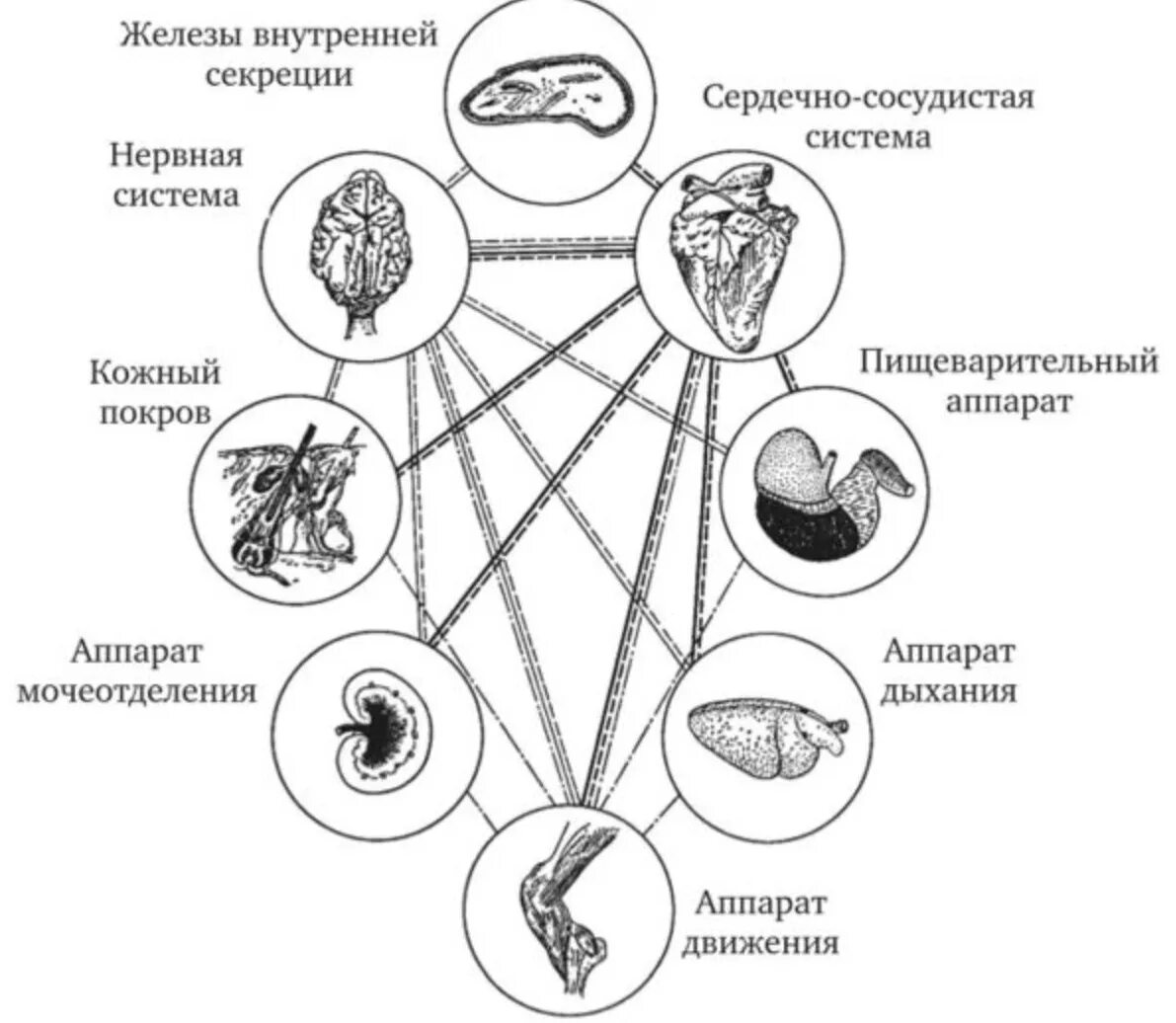 Связь органов в организме