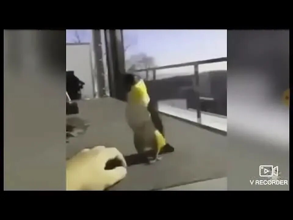 Попугай татарин. Попугай танцует драм басс. Танцующий попугай в cmd. Лысый попугай танцует. Попугай ара танцует.