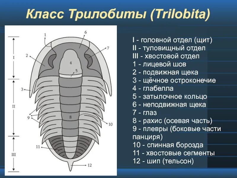 Хвостовой отдел легких. Класс трилобиты. Конечности трилобитов. Трилобит класс и Тип. Строение Трилобита.