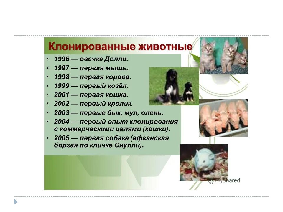 Клонирование животных людей. Клонирование животных. клонирование животных и человека. клонирование животных схема. примеры клонирования животных и человека.