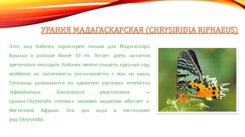 Урания Мадагаскарская. Факты о бабочке Урания. Бабочки Урании виды. Презентация в мире бабочек.