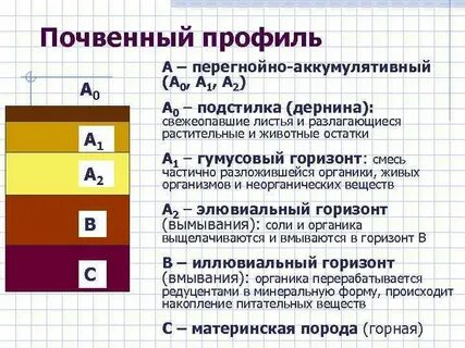 Материнский горизонт