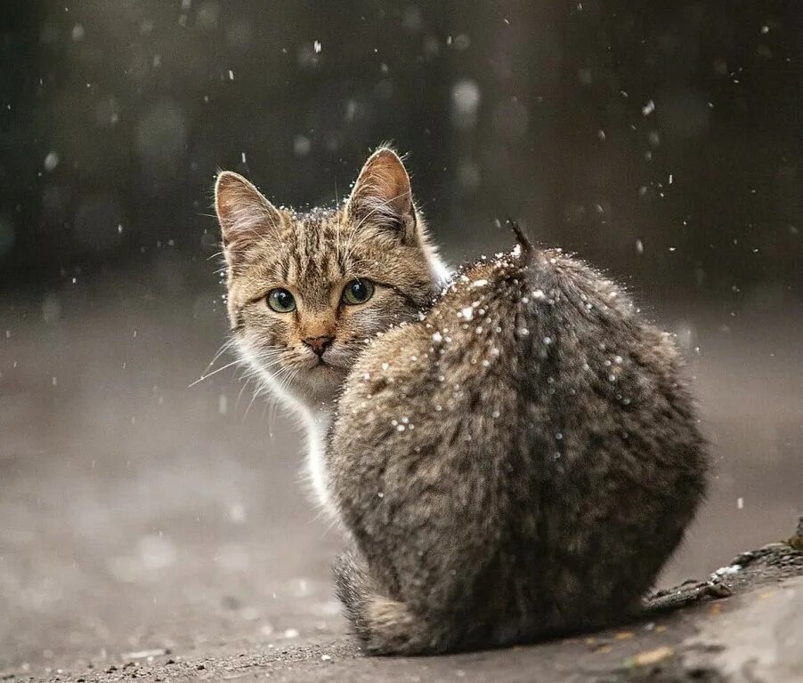 Дожди кэт. Одинокий кот. Одинокий котенок. Одиночество кот. Серая бездомная кошка.