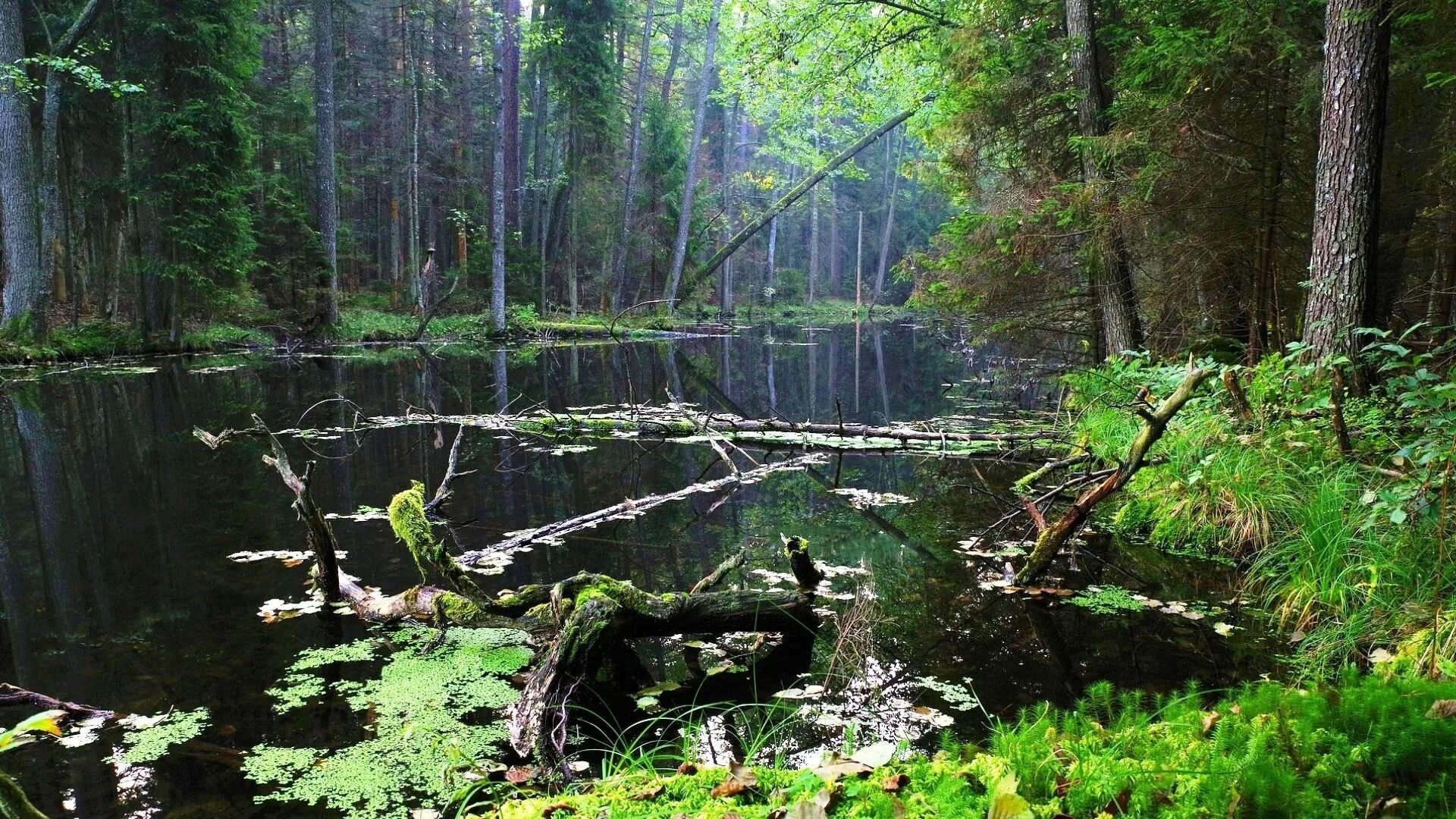 Лесные видео канал новые. Болотистые леса Румыния. Заросший пруд дремучего леса. Моховое болото Румыния. Замшелый пруд.