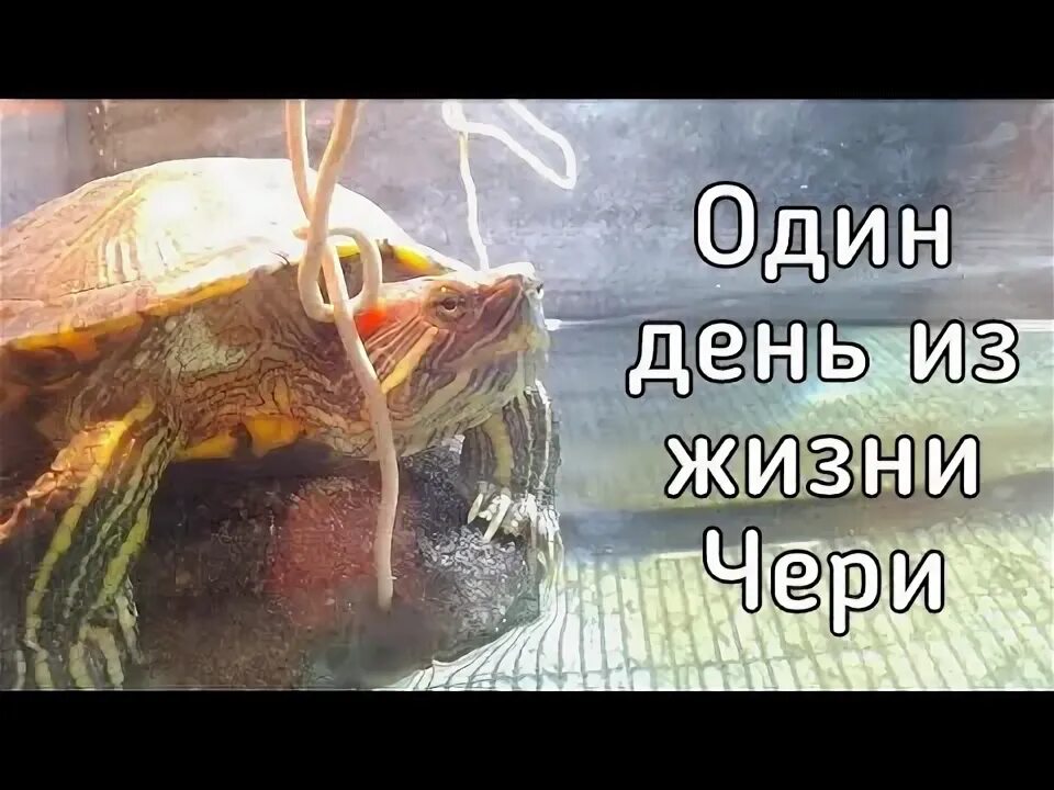 Хозяин моей жизни черри. Мир глазами черепахи красноухие. Красноухая черепаха этикетка. Продавцы красноухих черепах. Бегает красноухая черепаха.