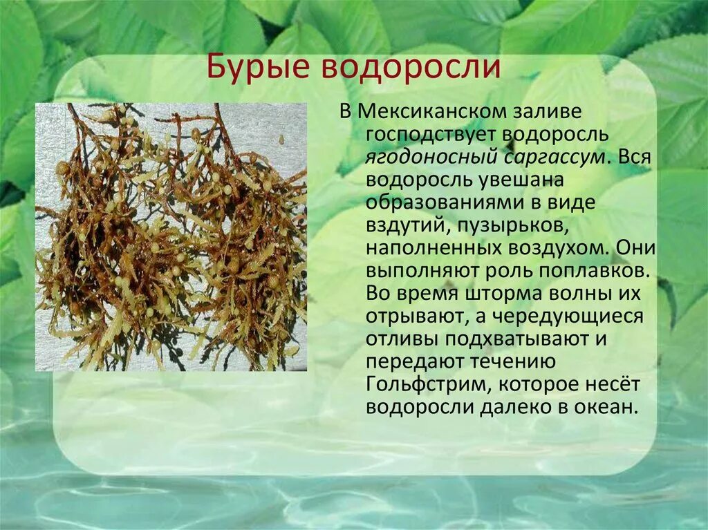 Почему бурые водоросли бурые. Бурые водоросли доклад. Ягодоносный саргассум. Бурые водоросли конспект. Бурые водоросли презентация.