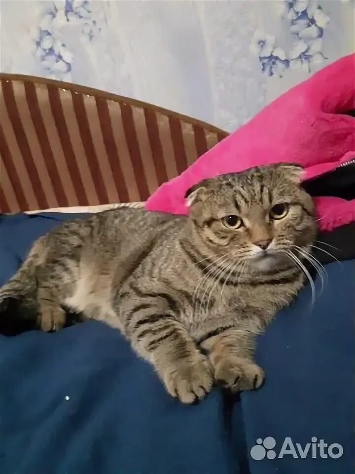 Самый умный кот в мире. Гуково кошки. Гуково кошки. Гуково кошки. Кличка котенку мальчику черно белому с пятнышком на подбородке.