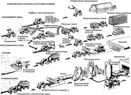 Технология заготовки сочных кормов