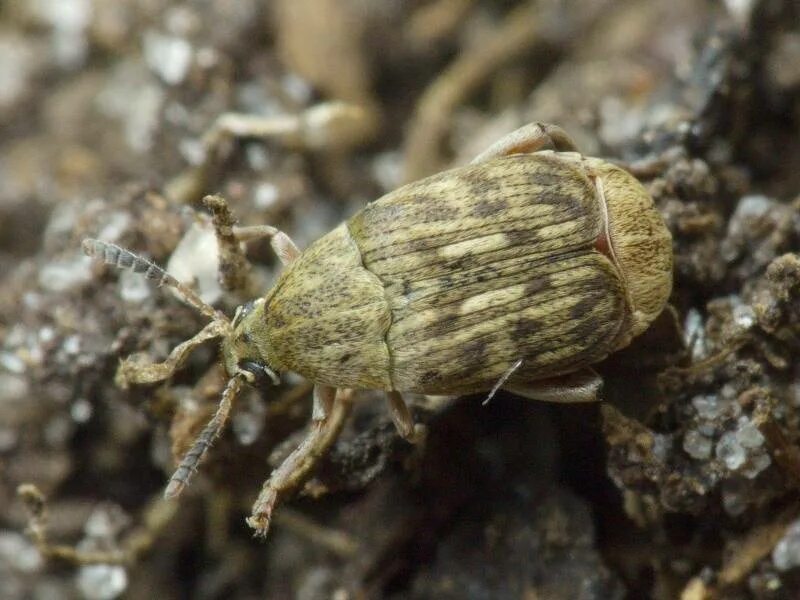 Зерновка фото. Зерновка фасолевая (acanthoscelides obtectus). жук фасолевая зерновка. жук бобовая зерновка. жучок зерновка.