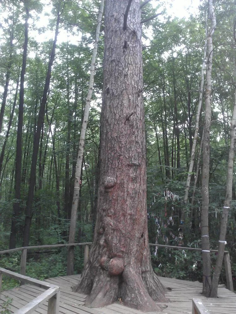 верхушка сосны фото. ленточный бор алтайского края. одинокая сосна белокуриха. великая сосна. сосна мафусаил.