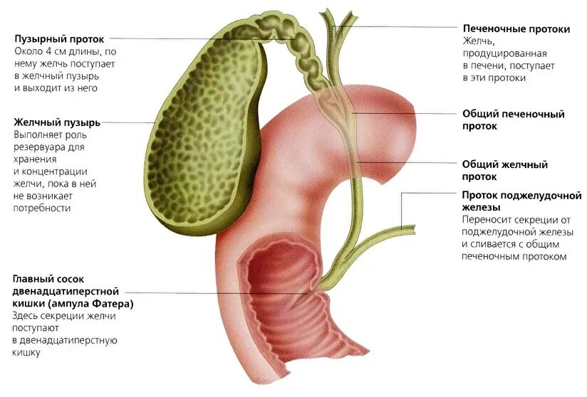желчный пузырь сфинктер одди анатомия. желчный проток к брюшине. 12 перстная кишка и сфинктер одди. протоке где находится. желчный пузырь расположение строение анатомия.