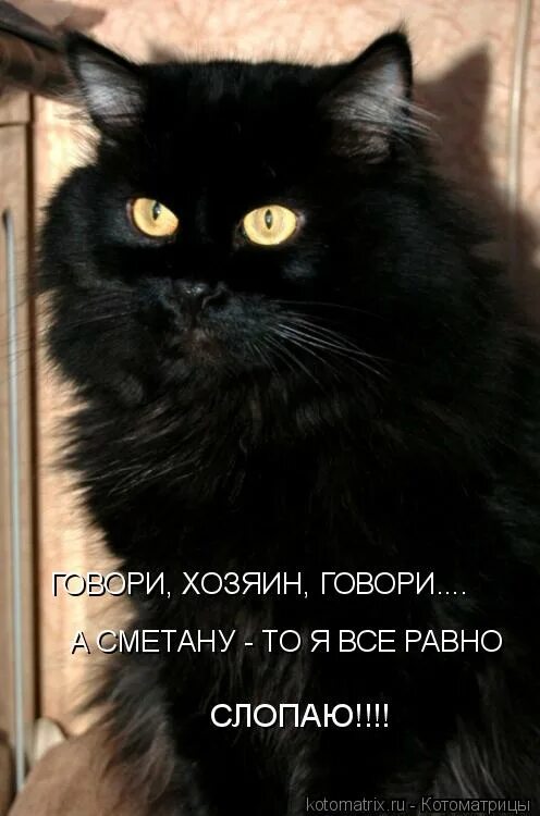 Коты говорят мяу. Хозяин говорю. Человек с собакой. Не переживай картинки. Хозяин говорю.