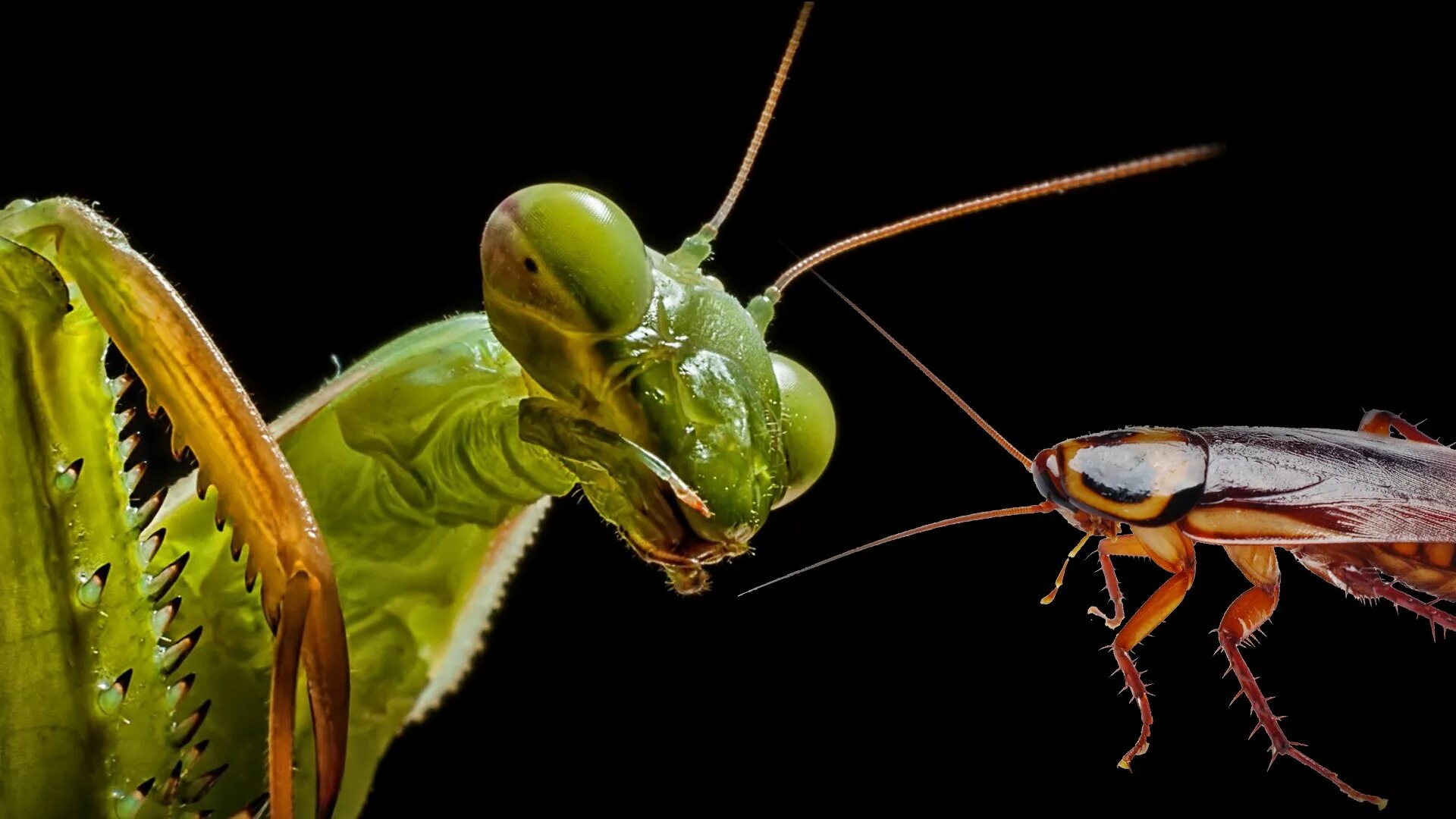 Ischnomantis gigas богомол. Богомол фото насекомое крупным. Гетерохета восточная богомол. Земляной богомол (geomantis larvoides). Статилия богомол.