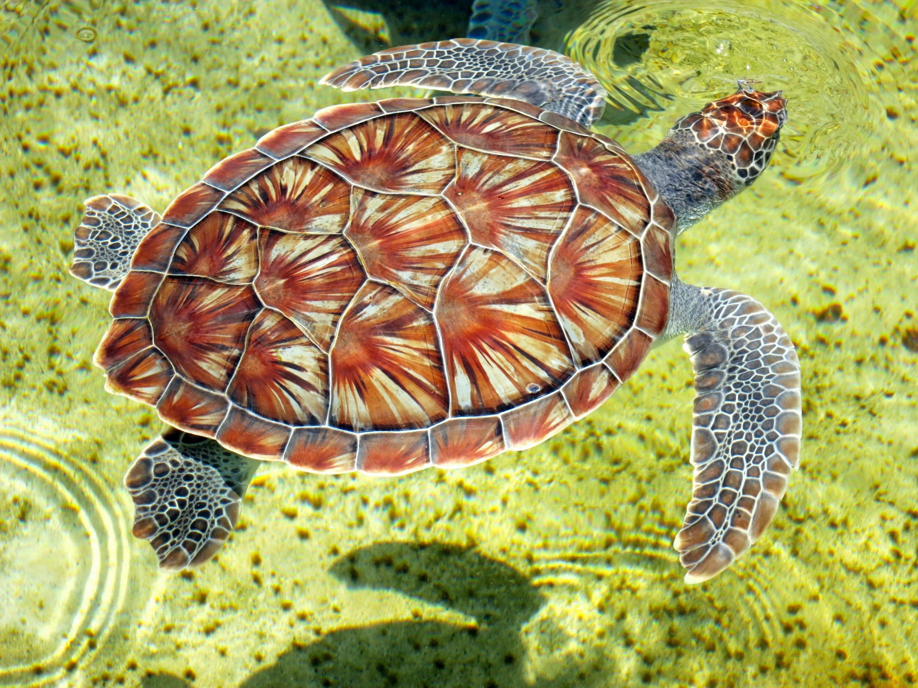 Скорость морской черепахи. Черепаха бисса панцирь. Морская черепаха бисса. Черепаха бисса (Каретта). Панцирь зелёной морской черепахи.