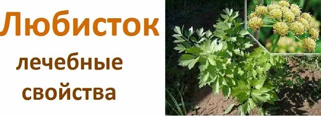 Любисток сычуаньский. Любисток удалец. Любисток польза для организма. Любисток высота. Любисток преображенский семко.