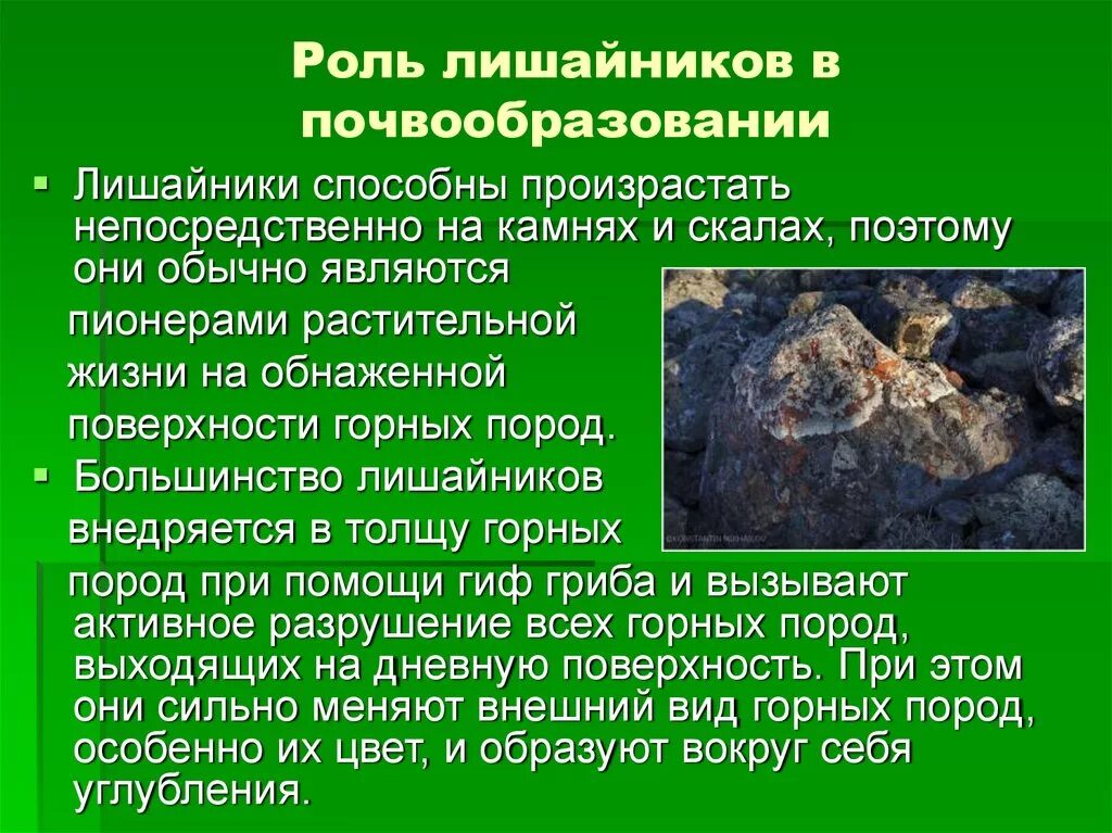 Роль лишайников. Лишайники почвообразование. Основная роль лишайников в природе. Роль лишайников в биосфере.