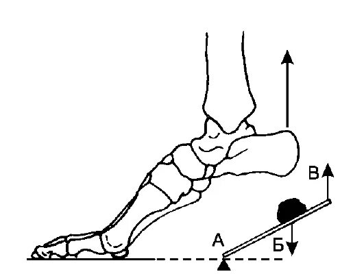 2 рычаг в скелете человека. Рычаг стопы. Рычаги конечностей. Свод стопы рычаг. Рычаг нога человека.